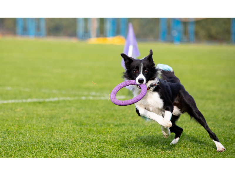 dog-agility-fingal-1