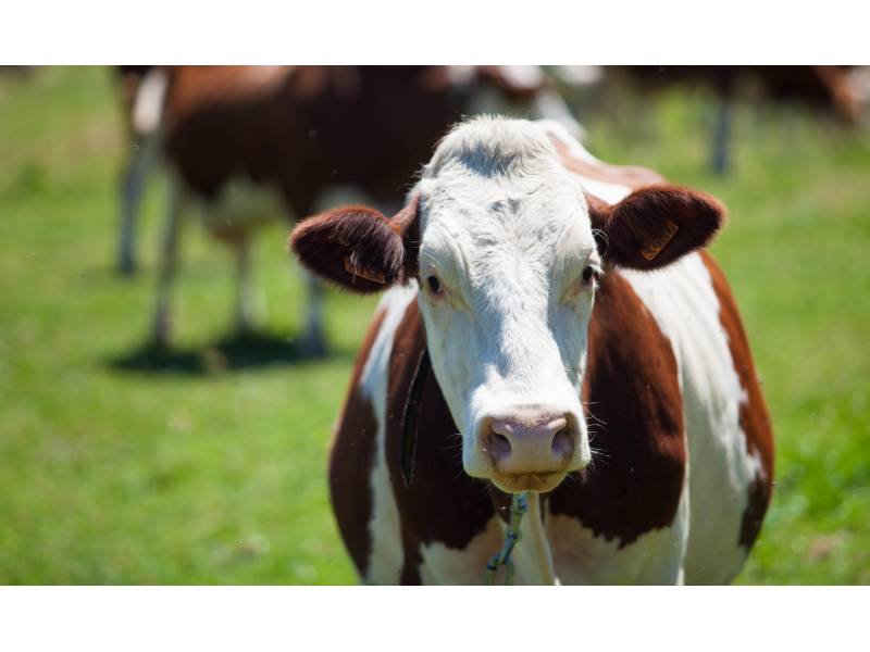 herd-cows-producing-milk-gruyere-cheese-france-spring