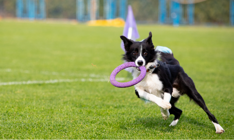 dog-agility-fingal-1